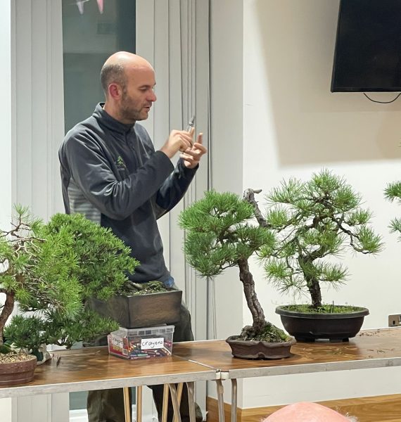 Northern Ireland Bonsai Society – Promoting the Art of Bonsai in ...